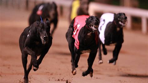 Curraheen Park Greyhound Race Results .